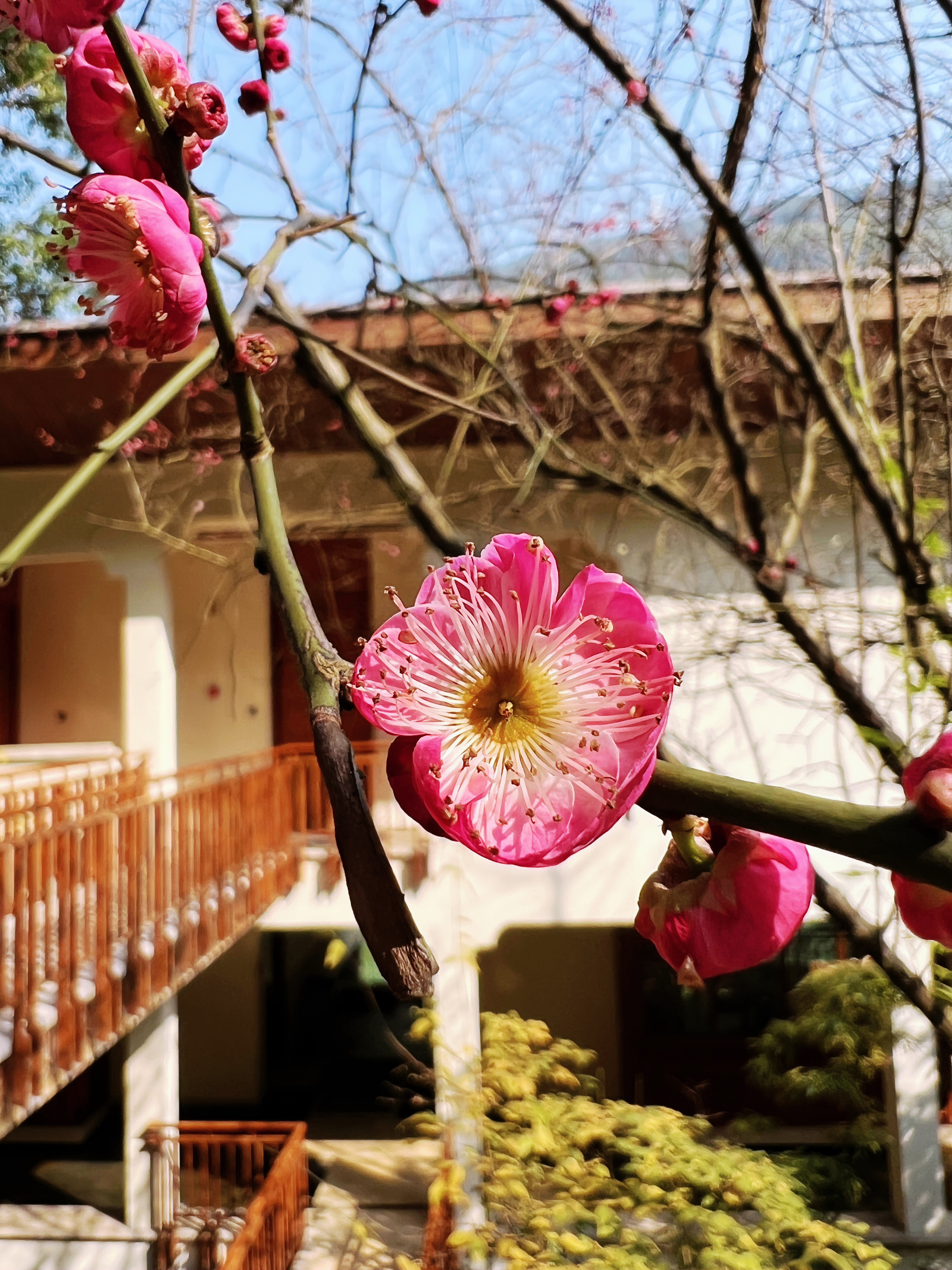 plum blossoms