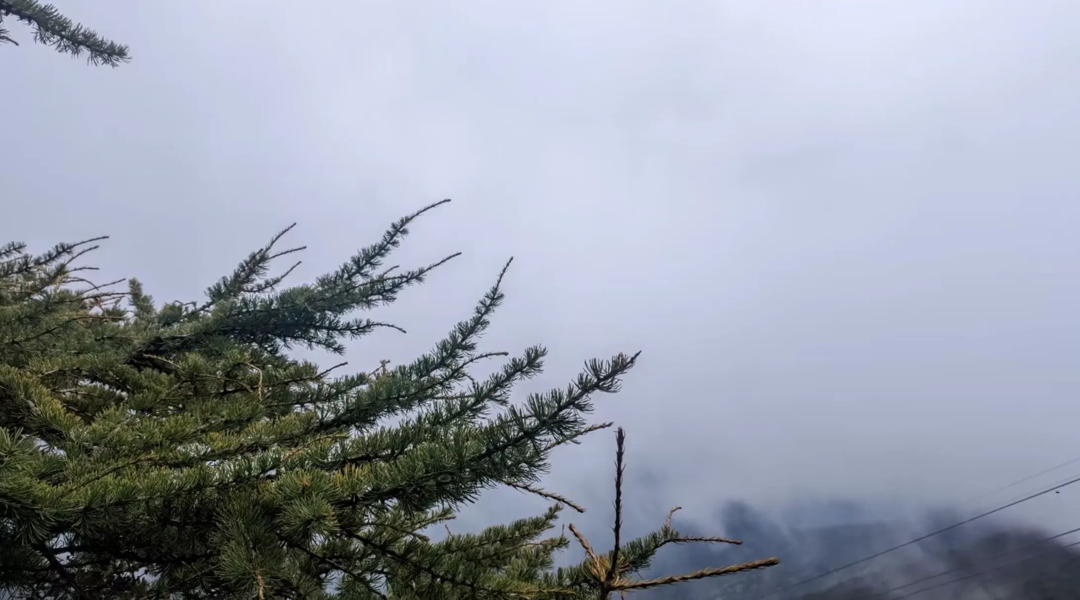 Thousand-year-old pine