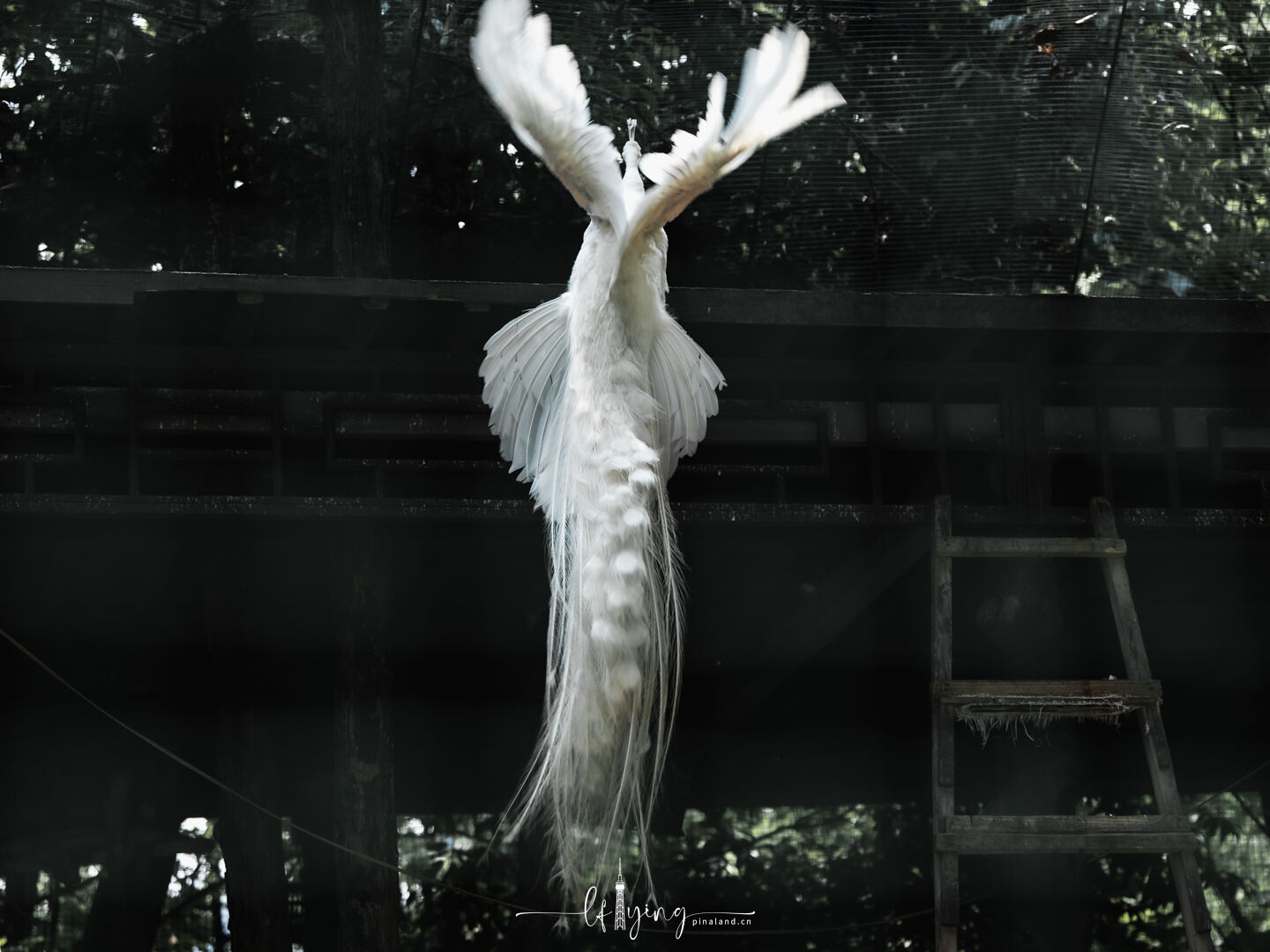 Peacock 2