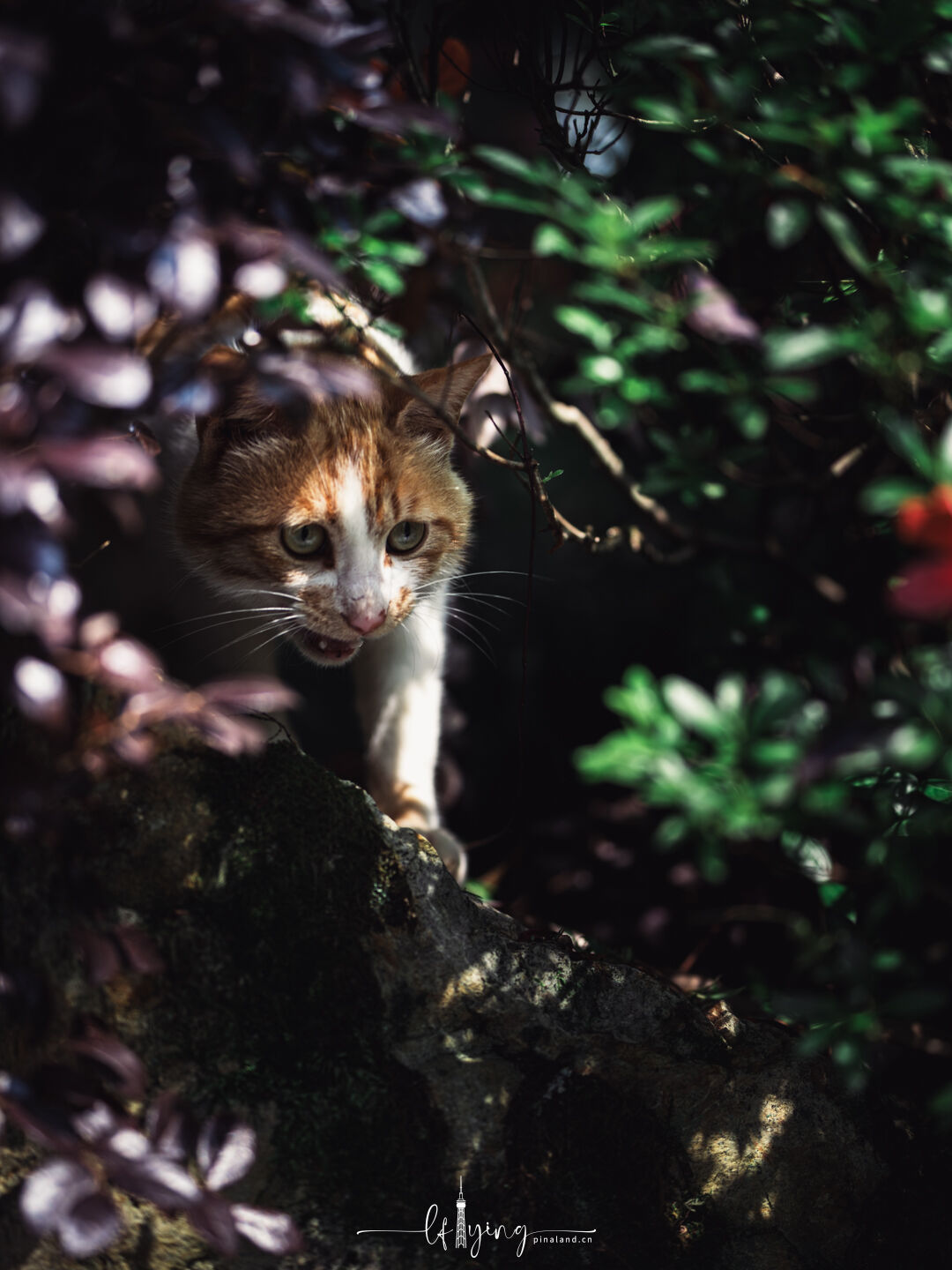 Cat in Zuijing Garden