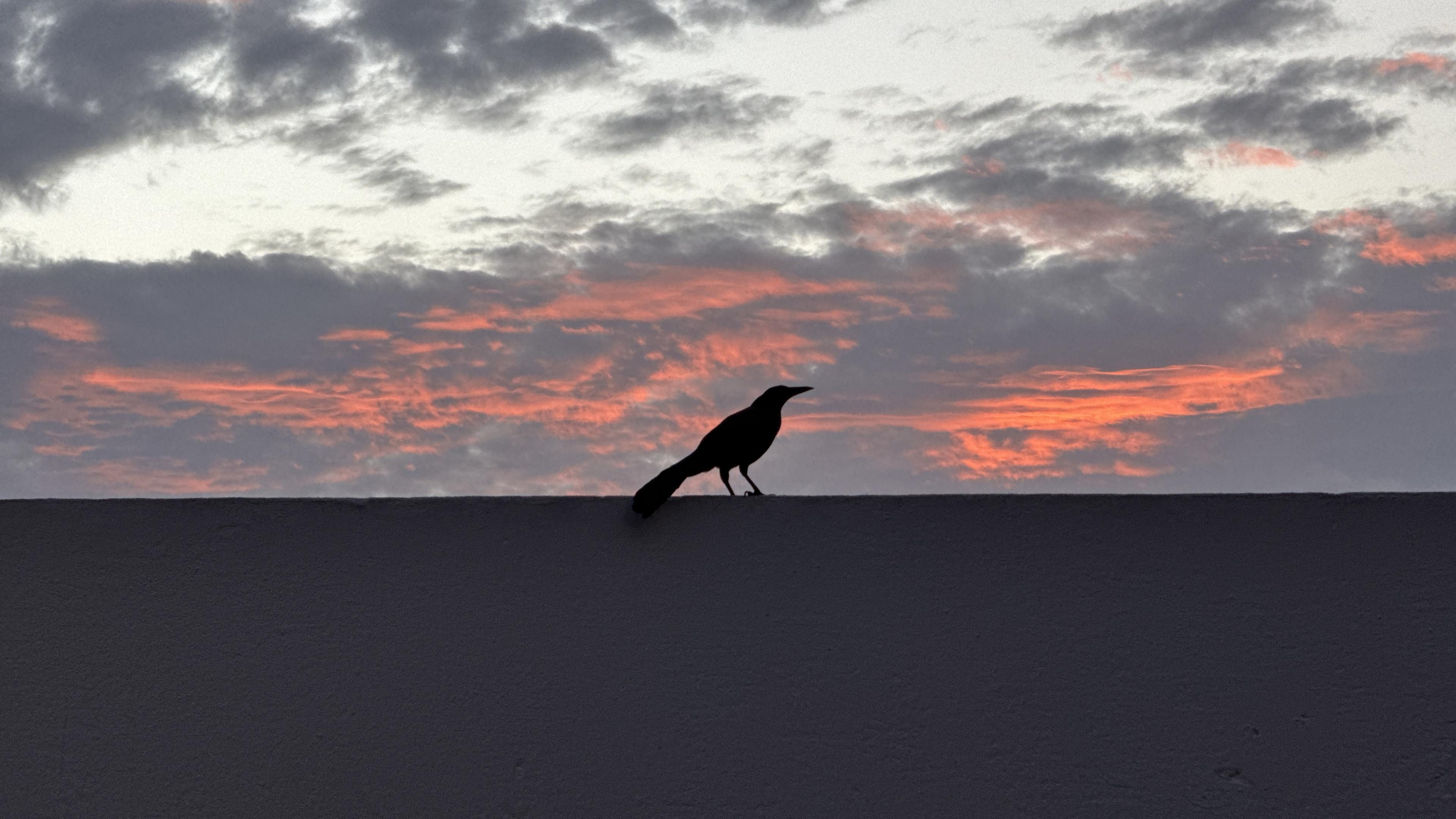 Bird on the wall