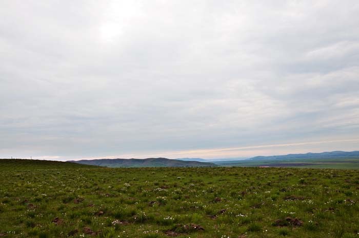 Grassland snapshot
