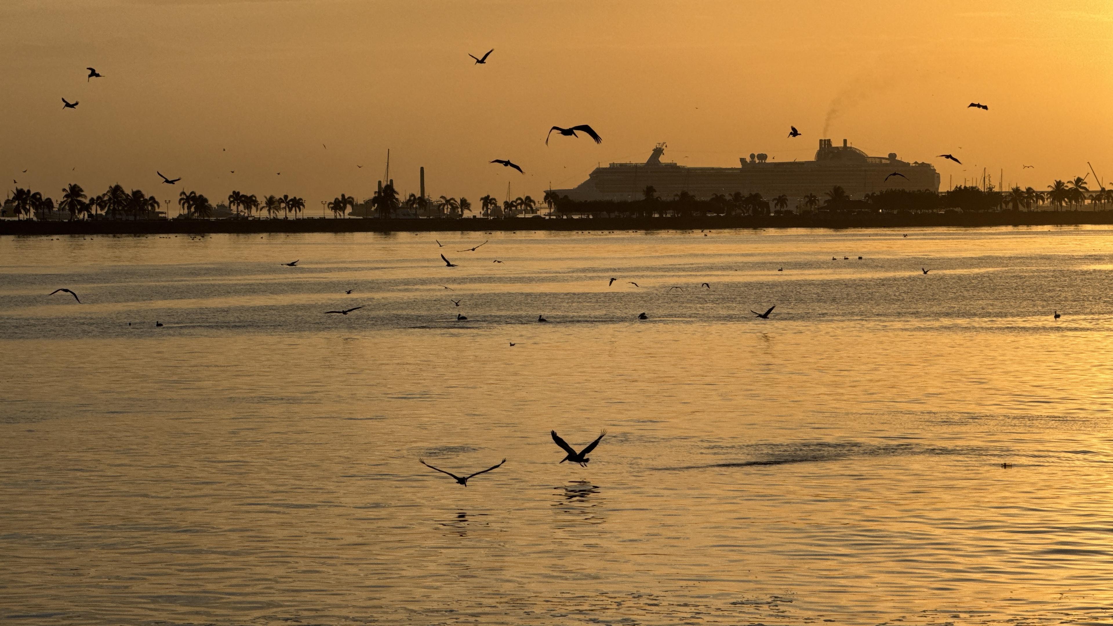 Birds on the ocean