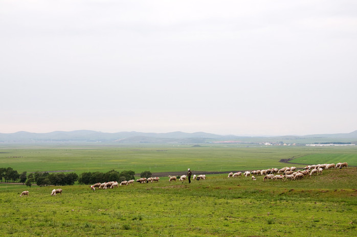 Sheep on the grassland