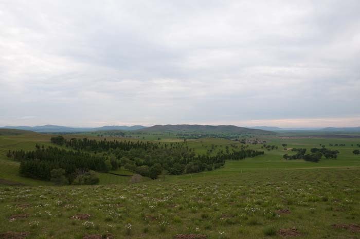 Grassland snapshot