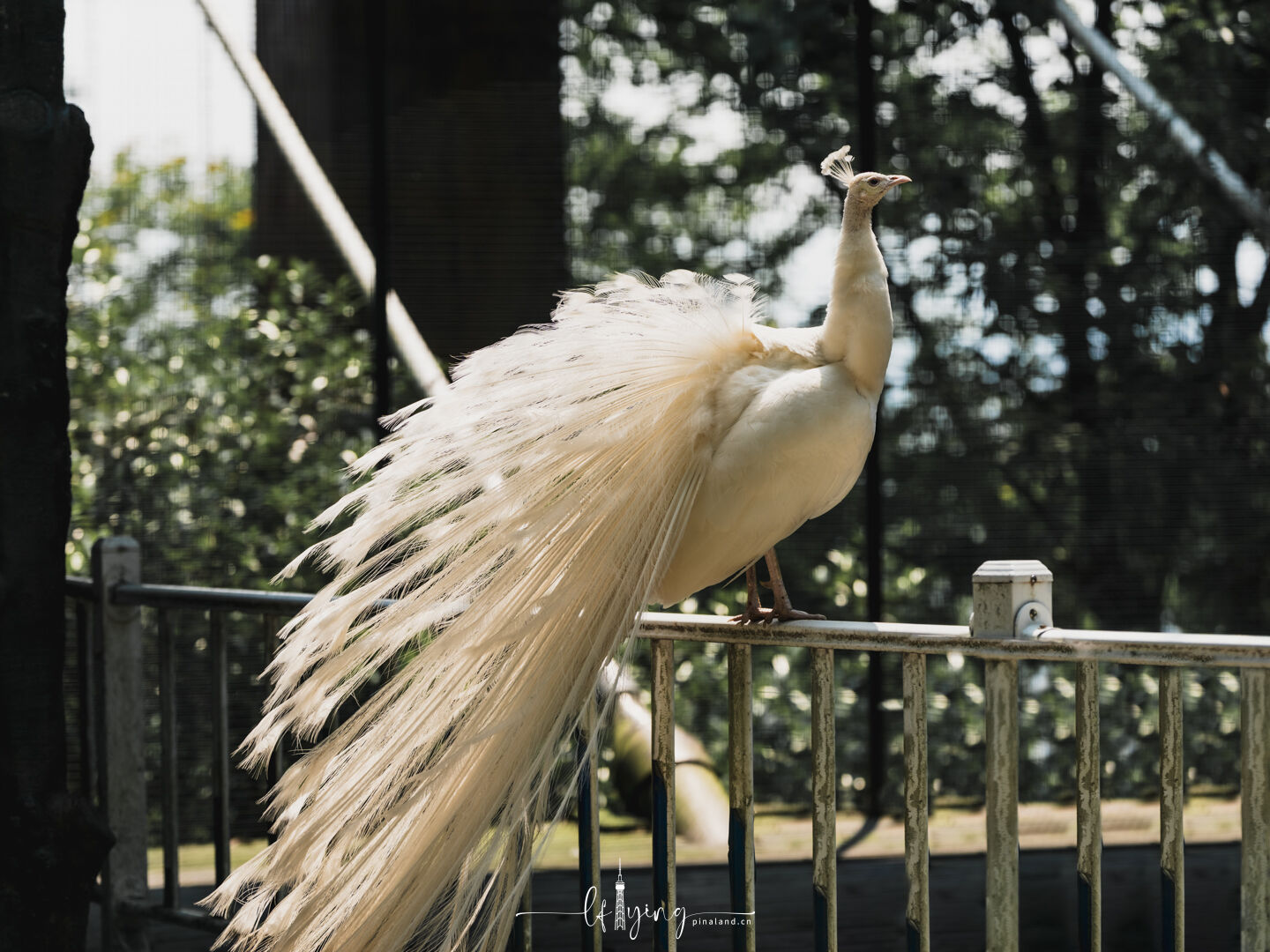 Peacock 1
