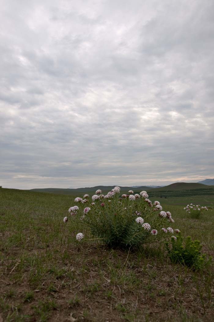 Grassland snapshot