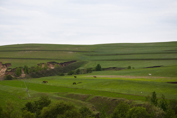 Random shots on Bashang Grassland
