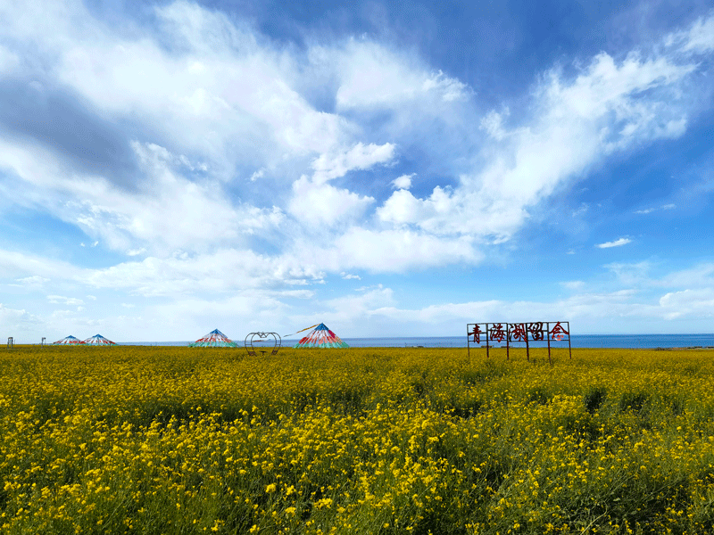 Rapeseed fields